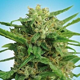 Freedom Seeds Smokey Bear Auto Fem