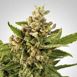 Freedom Seeds White Witch Feminized