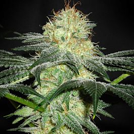 Gage Green Seeds Freedom Baby Regular