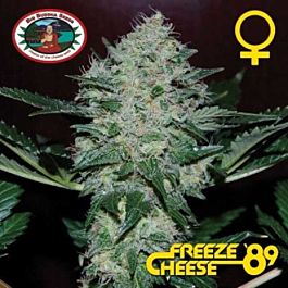 Big Buddha Freeze Cheese '89 Feminised