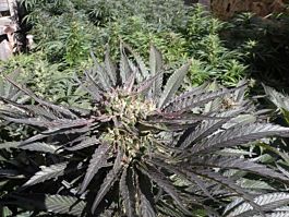 French Touch Seeds Frencheese Feminized