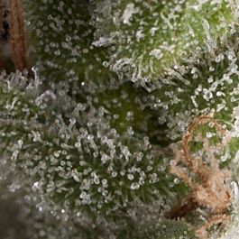 Pyramid Seeds Auto Fresh Candy Feminized