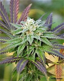 Norstar Genetics Frisco Snaps Regular