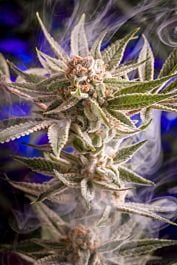 Homegrown Natural Wonders Frost Boss Regular Cannabis