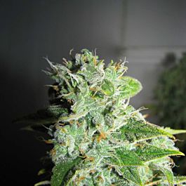 Green Label Frosty Kush Feminized