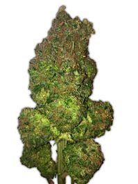 Heavyweight Seeds Fruit Punch Auto Feminized