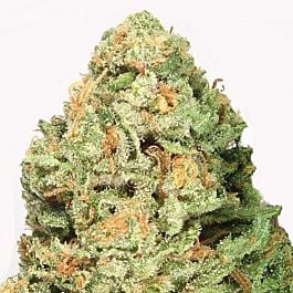 Heavyweight Seeds Fruit Punch Feminized