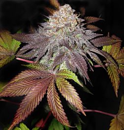 Cali Connection Fruit Cup (The Gold Line) Feminized