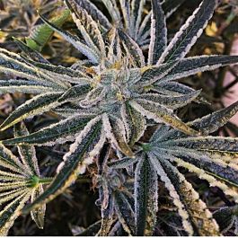 Cali Connection Fruit Tree (The Gold Line) Feminized
