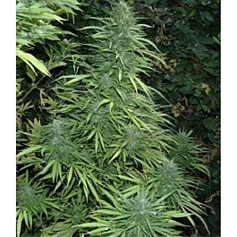 Flash Auto-Flowering Seeds Fruity Cristal Kush Auto Feminized