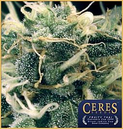 Ceres Seeds Fruity Thai Feminised