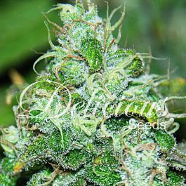 Delicious Fruity Chronic Juice Feminized
