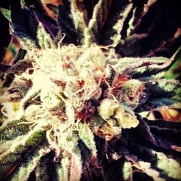 710 Fruity Widow Feminised