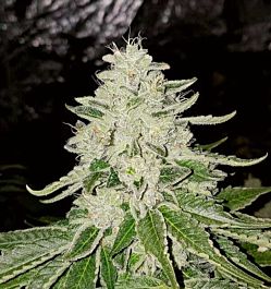 Karma Genetics Fruity Pebble Rado Feminized Cannabis