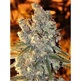 Ceres Seeds Fruity Thai Regular