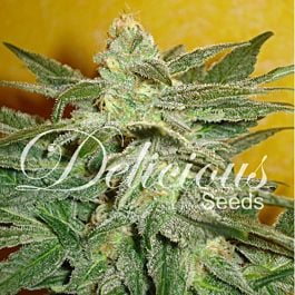 Delicious La Frutta di Venus Auto Feminized