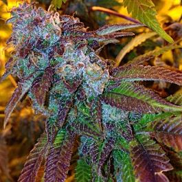 Dankonomics Genetics Funk Dawg Regular
