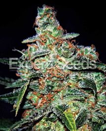 Expert Seeds Cheese Auto Feminized