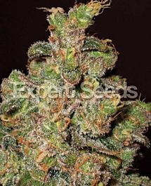 Expert Seeds Cheese Feminized