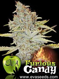 EVA Female Seeds Furious Candy Feminized