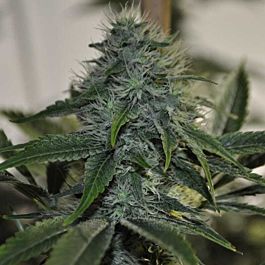 Cali Connection DeadHead OG Regular