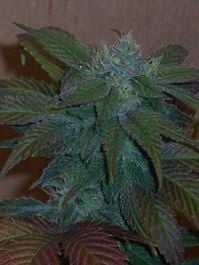 Hazeman Seeds G-High Regular