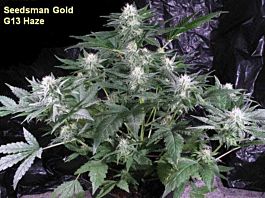 Seedsman G13 Haze Regular