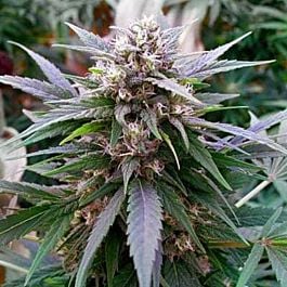 G13 Labs Hypnotic Feminized