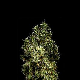 G13 Labs Lock Stock Feminized