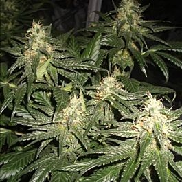 G13 Labs Poison Dwarf Auto Regular