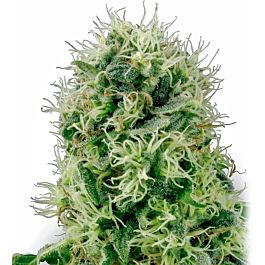 G13 Labs Pure Power Feminized