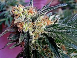G13 Labs Gigabud Feminized