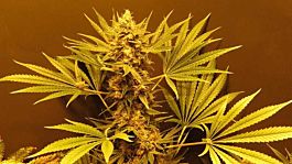 Mr Nice Seedbank G13 Haze Regular