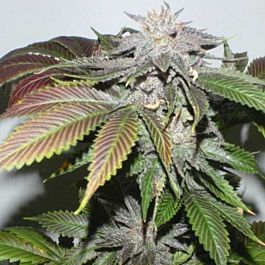 Bodhi Seeds Lotus Larry Regular