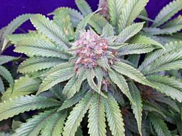 Mr Nice Seedbank G13 Widow Regular