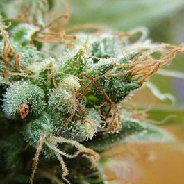 BlimBurn Seeds GadgettoPlant Autoflowering Feminized