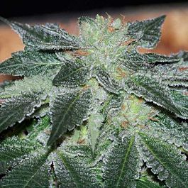 Gage Green Seeds Healing Fields Regular