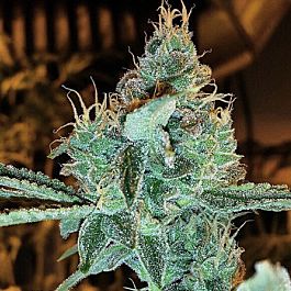 Gage Green Seeds Aloha Grape Stomper Regular