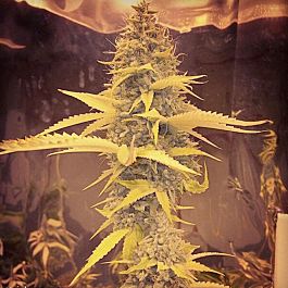 Gage Green Seeds Apogee Regular