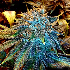 Gage Green Seeds Ascension Regular
