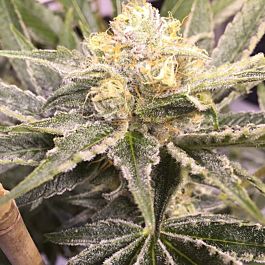 Gage Green Seeds Baby Breath Regular