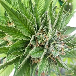 Gage Green Seeds Blue Dynamic Regular