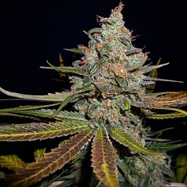 Gage Green Seeds Blue In Green Regular