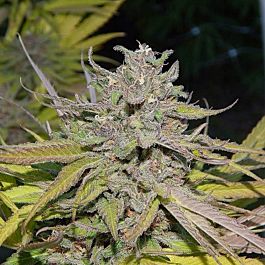 Gage Green Seeds California Dreaming Regular
