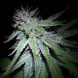 Gage Green Seeds Caregive Regular