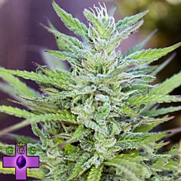 Gage Green Seeds Classic Twist Regular