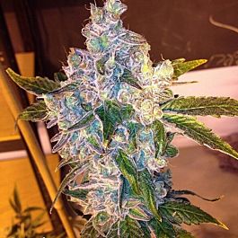 Gage Green Seeds Duende Regular