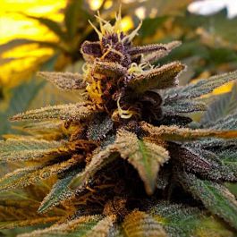 Gage Green Seeds Giant Steps Regular
