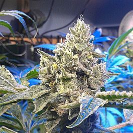 Gage Green Seeds Grateful Puff Regular