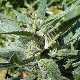 Gage Green Seeds High Flyer Regular
